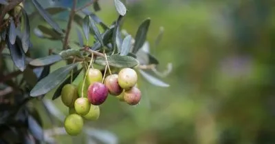aceite de oliva virgen extra