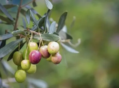 aceite de oliva virgen extra