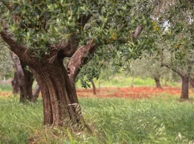 aceite de oliva virgen extra